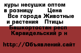 куры несушки.оптом 160 в розницу 200 › Цена ­ 200 - Все города Животные и растения » Птицы   . Башкортостан респ.,Караидельский р-н